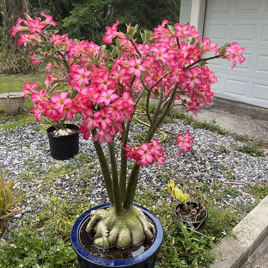 Adenium - Plant photo on Aphylia