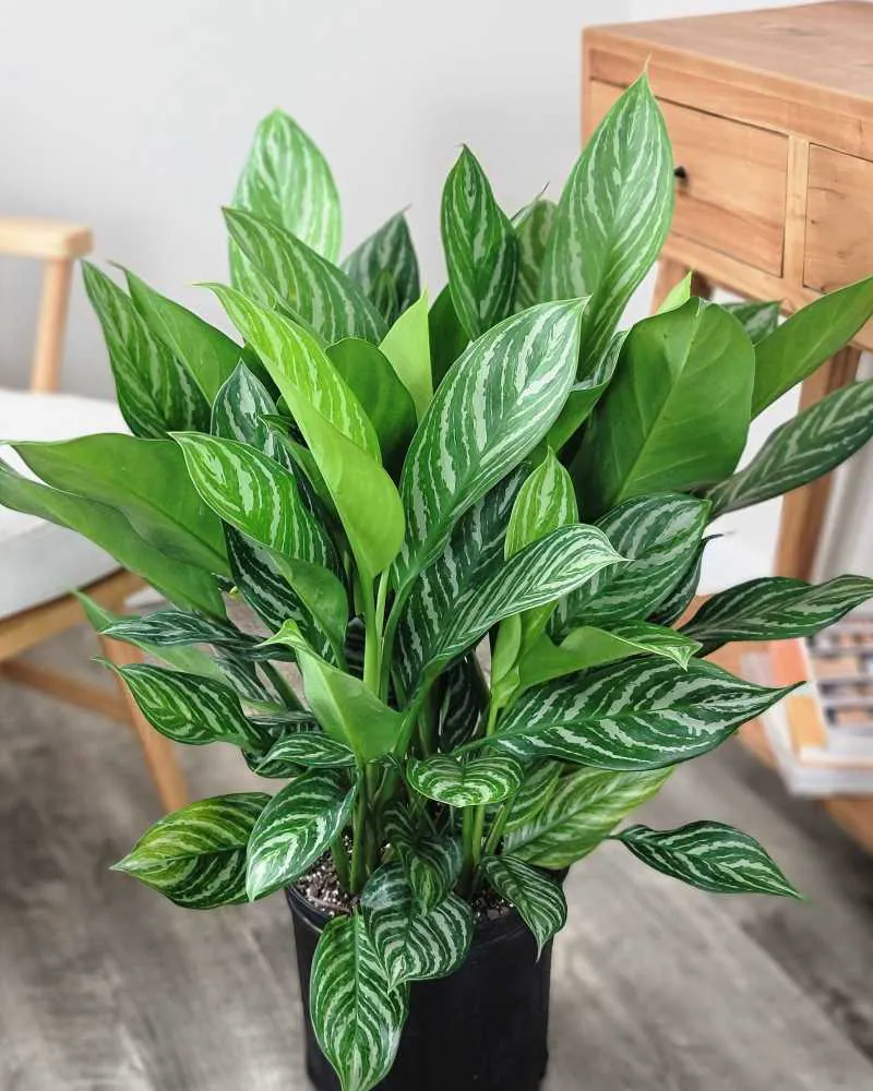 Aglaonema