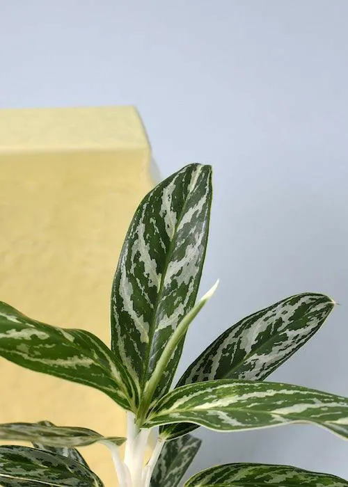 Aglaonéma - Plant photo on Aphylia