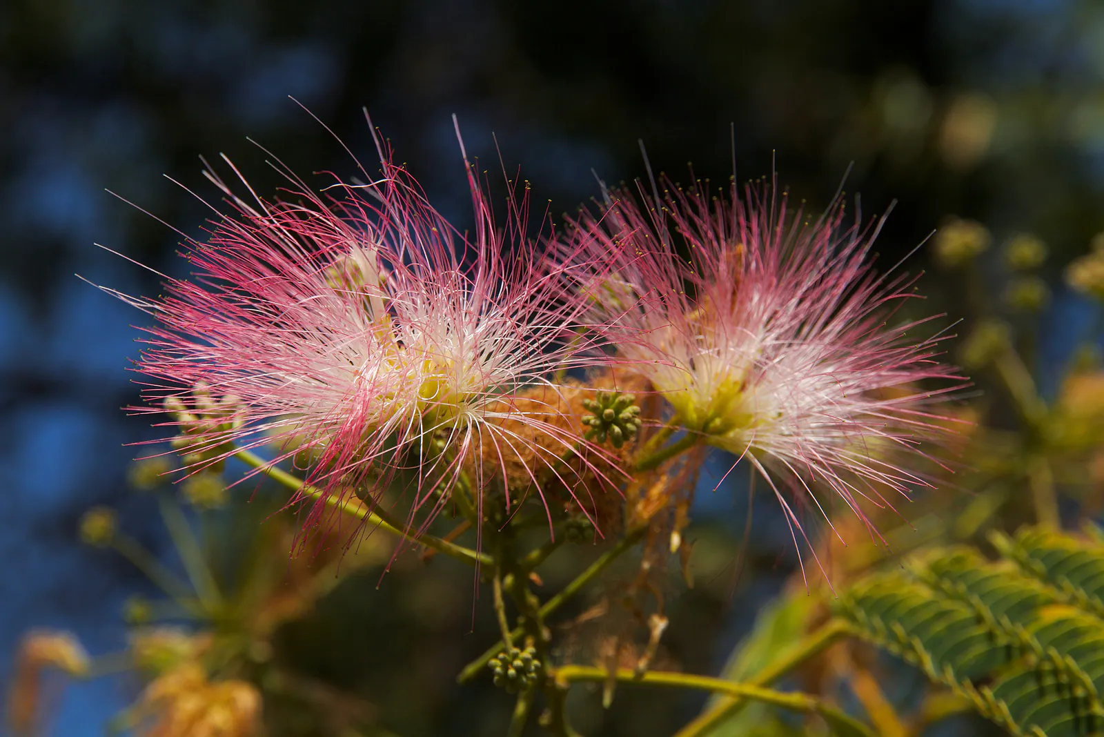 Albizia Julibrissin Rouge Selection - Plant photo on Aphylia