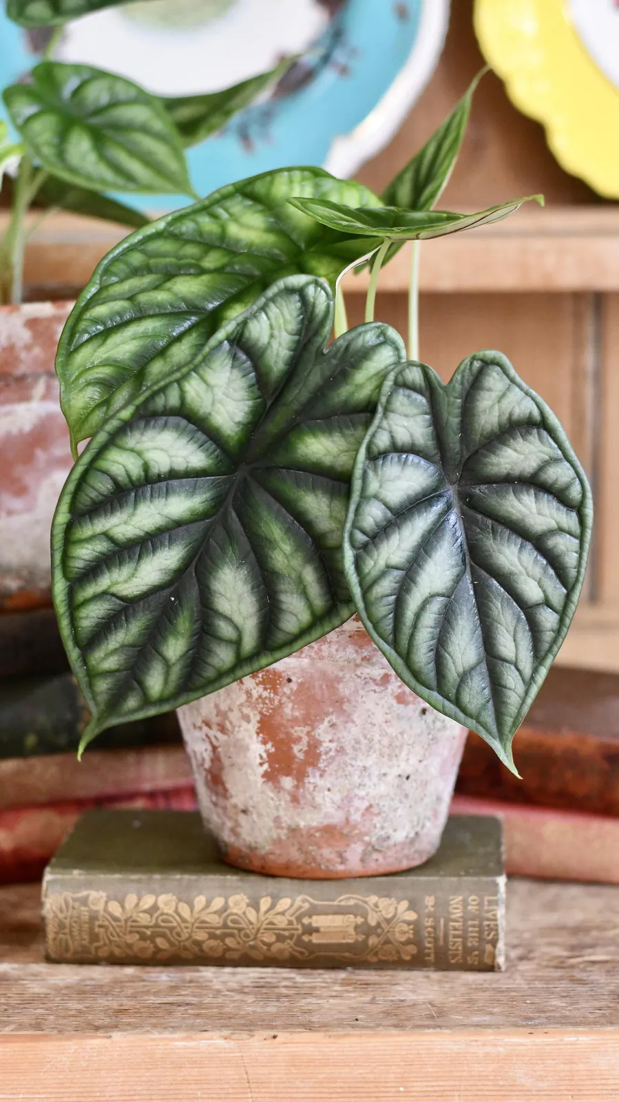 Alocasia - Plant photo on Aphylia