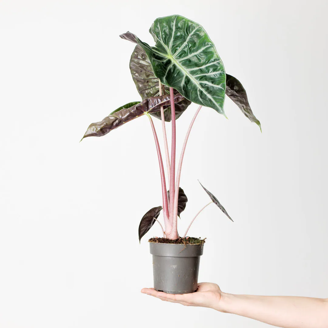 Alocasia - Plant photo on Aphylia