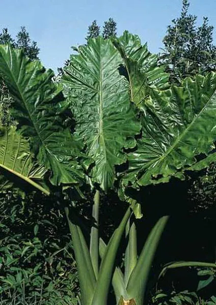 Alocasia - Plant photo on Aphylia