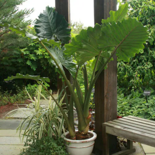 Alocasia