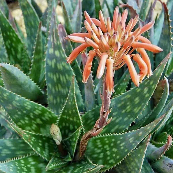 Aloe maculata - Plant photo on Aphylia