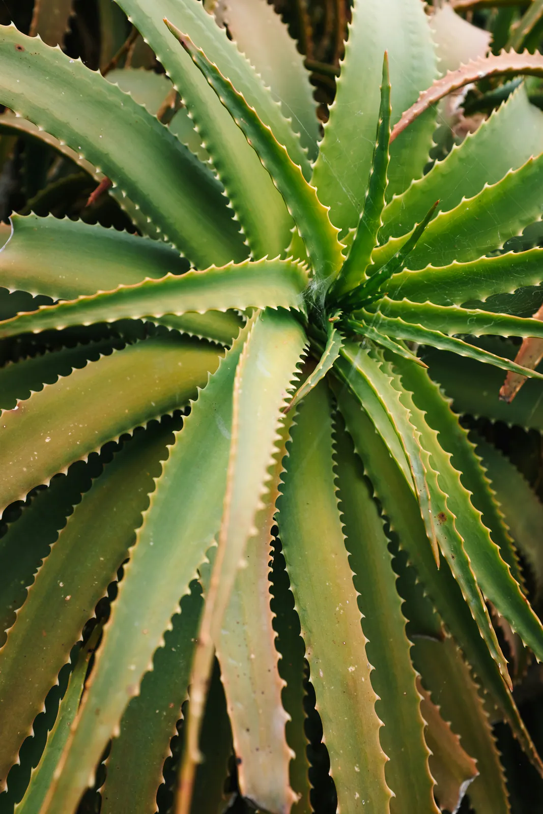 Aloe Vera - Plant photo on Aphylia