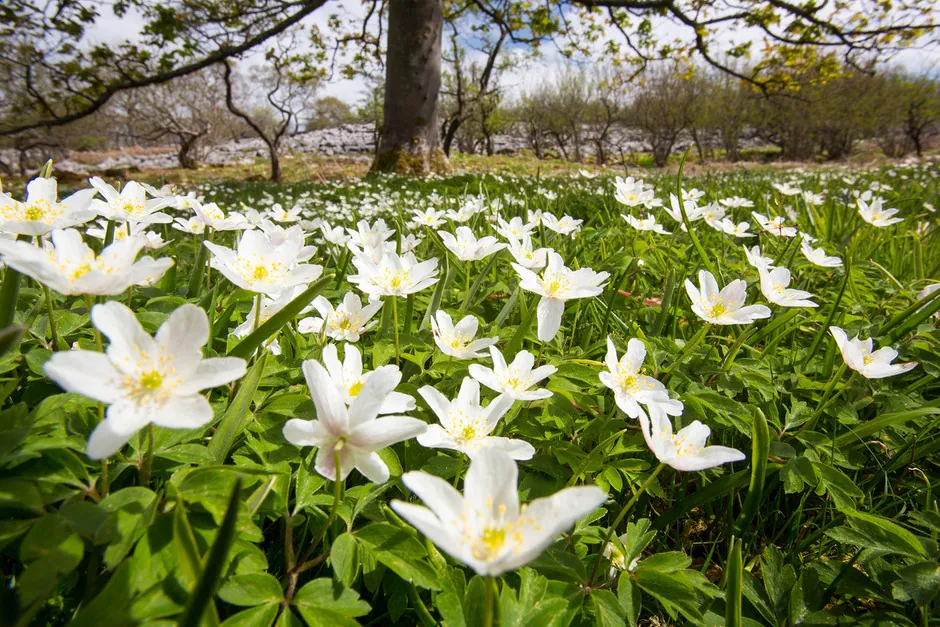 Anemone nemorosa - Plant photo on Aphylia
