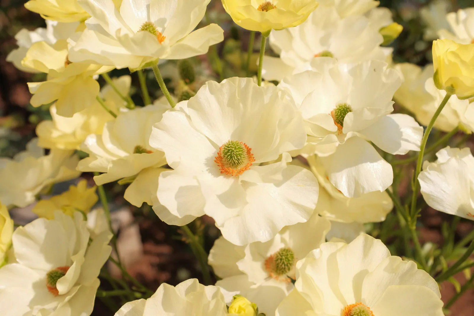 Anemone