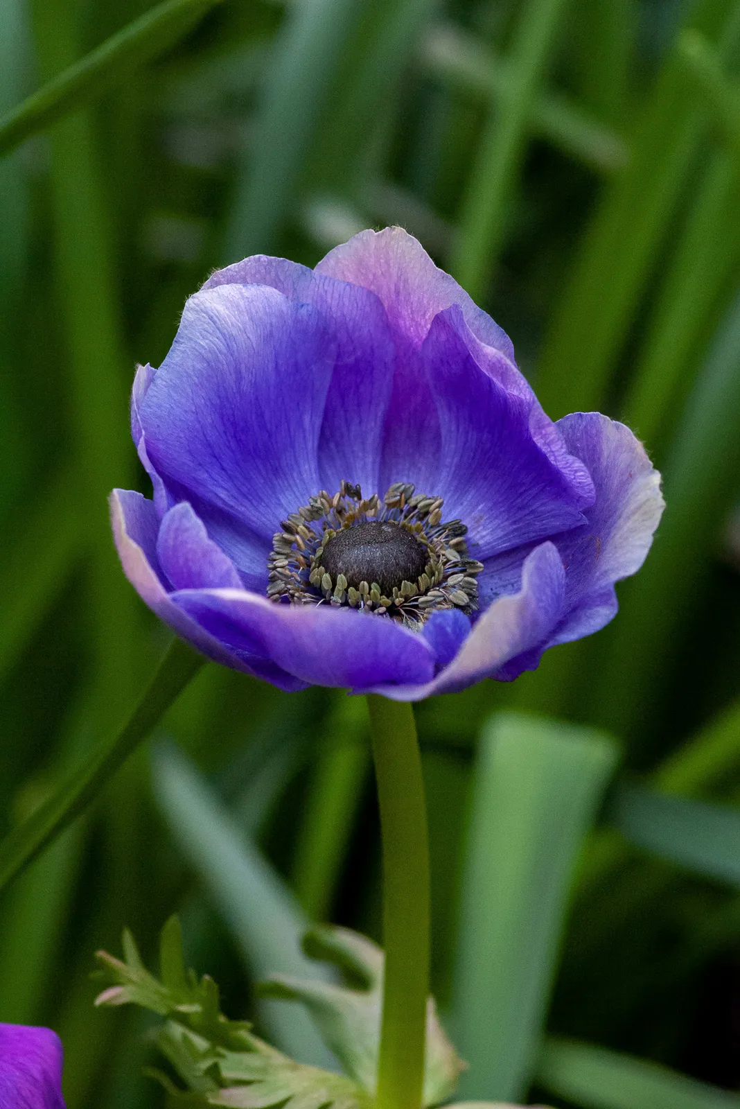 Anemone - Plant photo on Aphylia