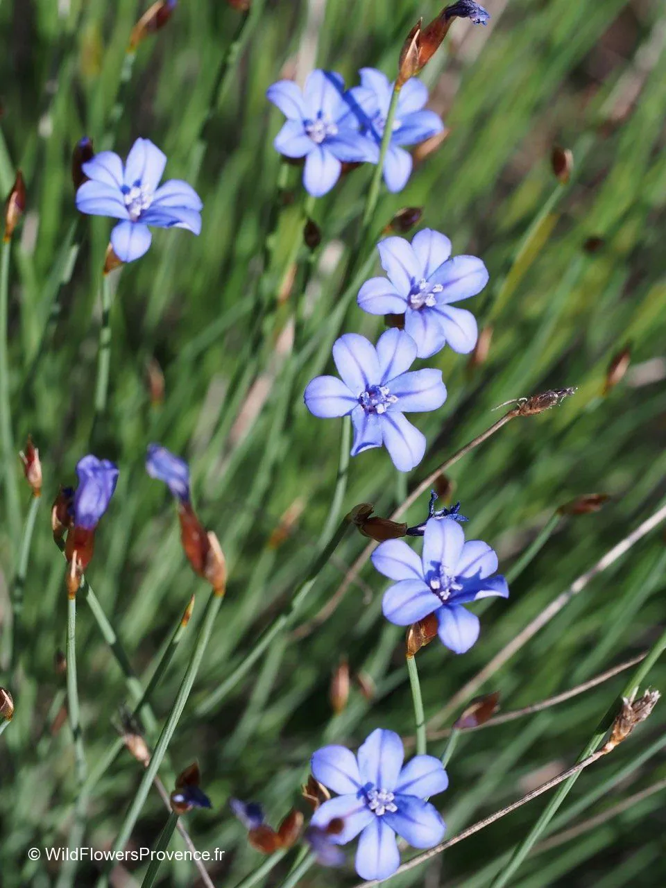 Aphyllanthe - Plant photo on Aphylia