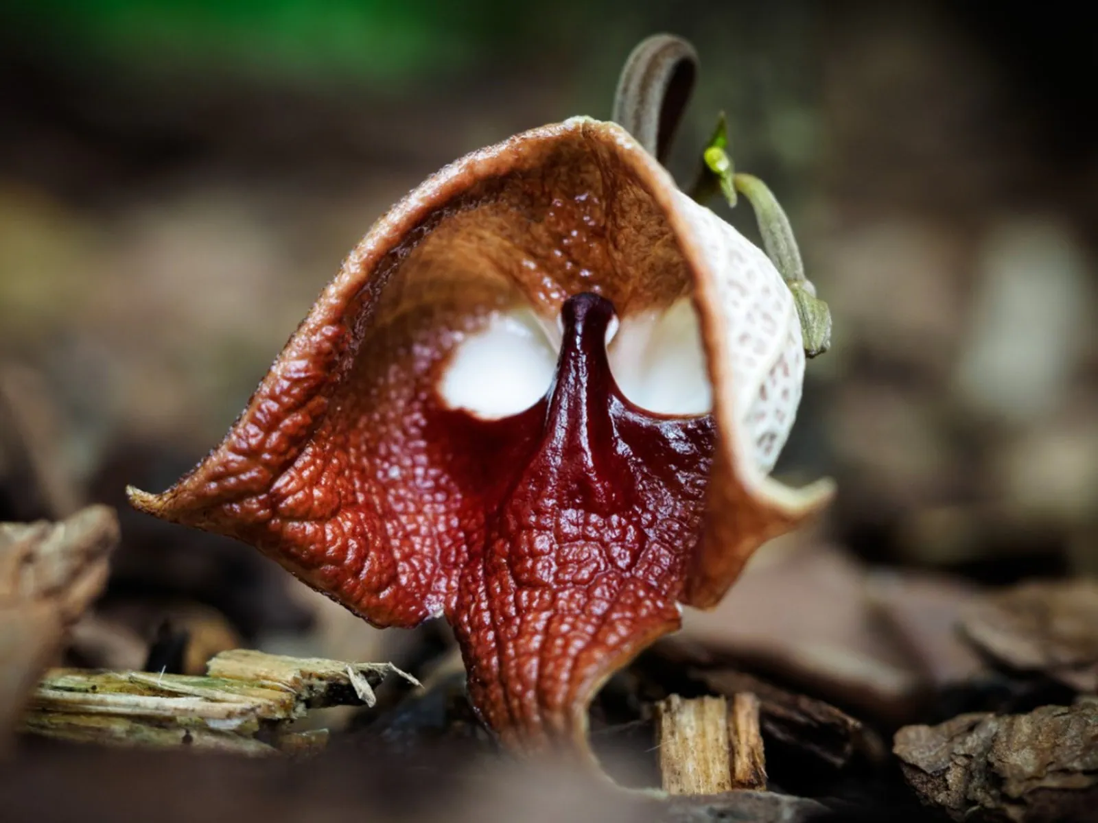 aristolochia salvadorensis - Plant photo on Aphylia
