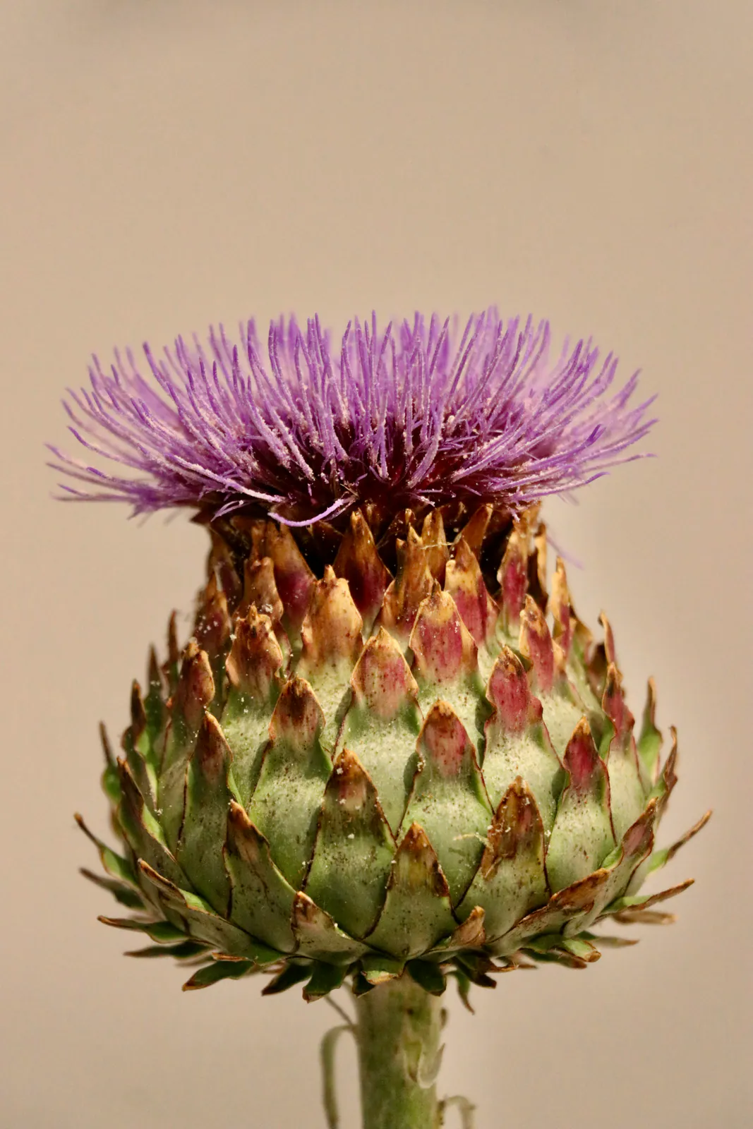 Artichoke - Plant photo on Aphylia