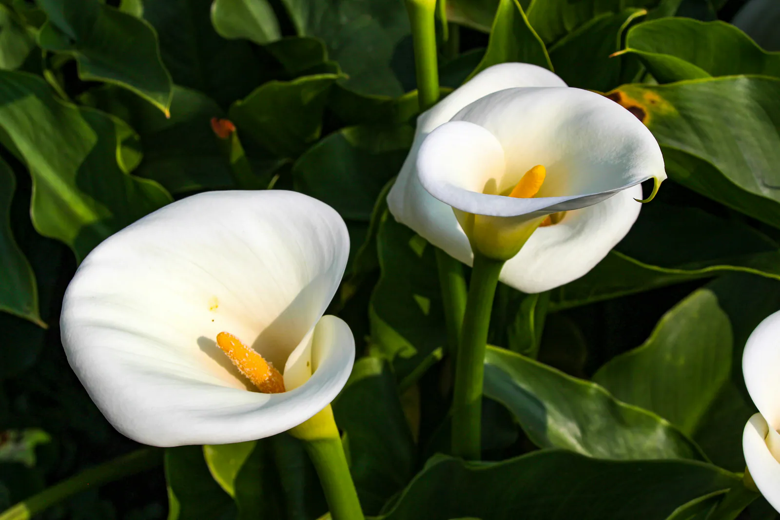 Arum - Plant photo on Aphylia