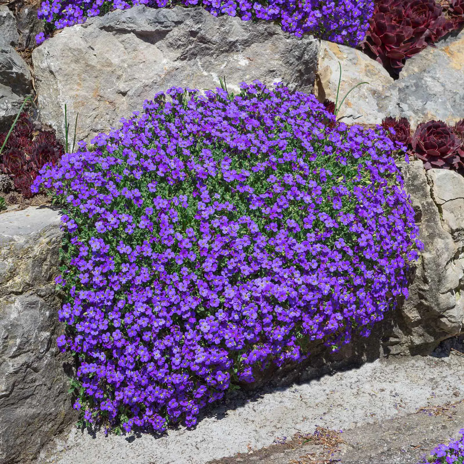 Aubrieta
