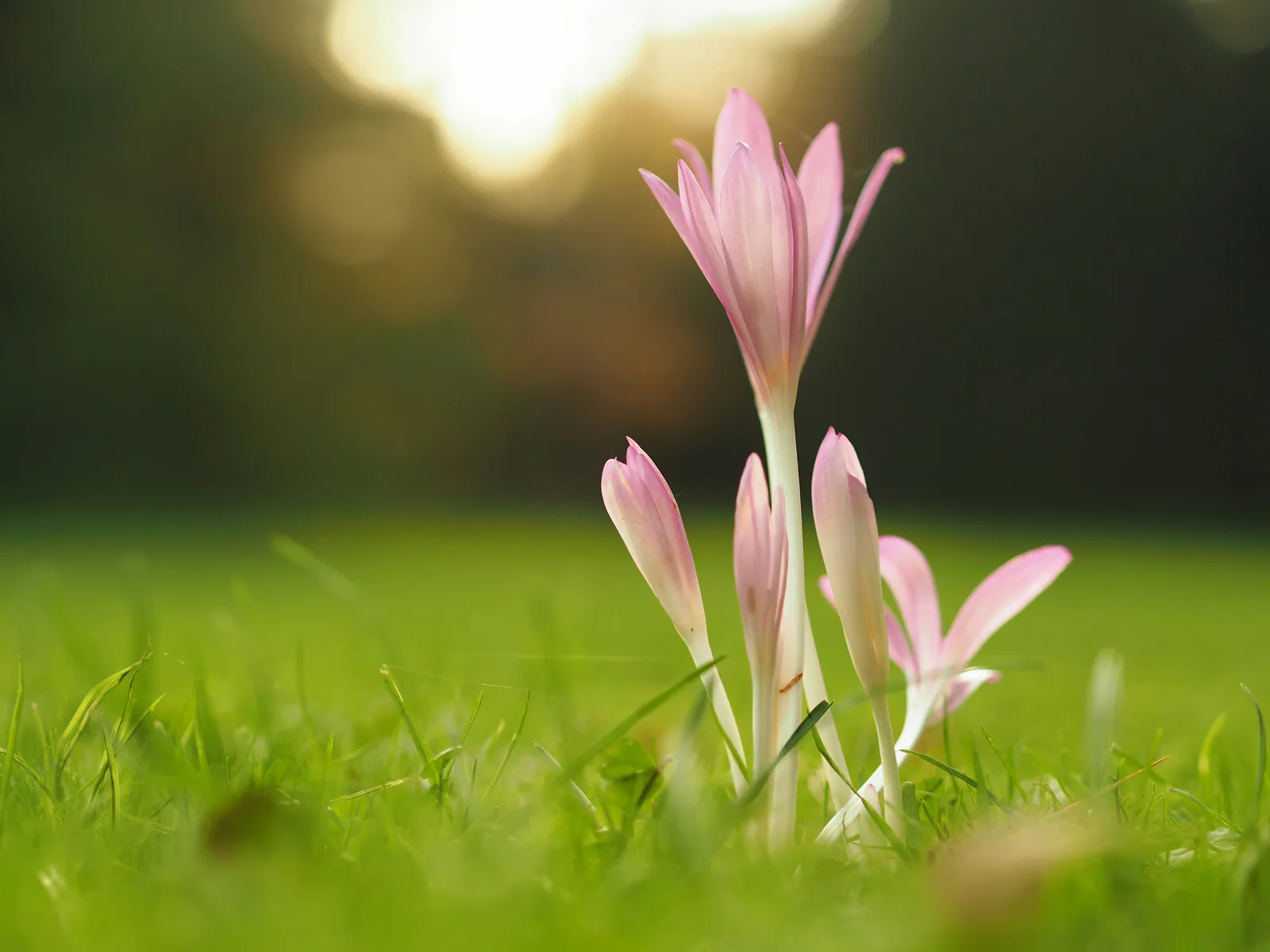 Autumn Crocus - Plant photo on Aphylia