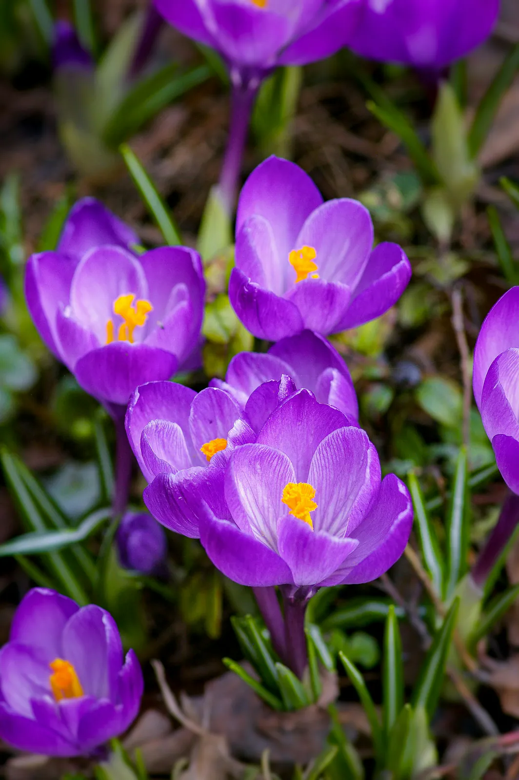 Autumn Crocus