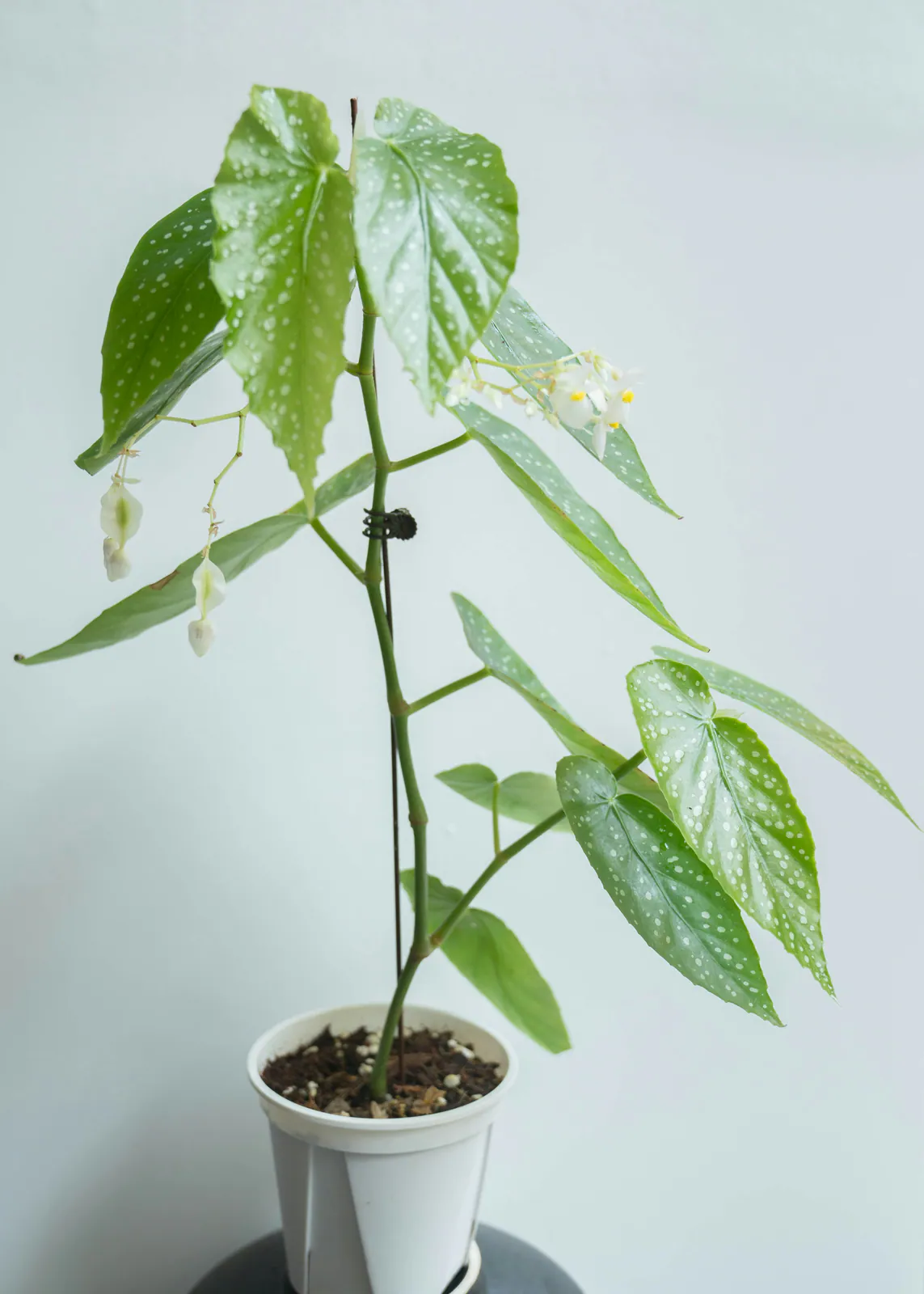 Begonia - Plant photo on Aphylia