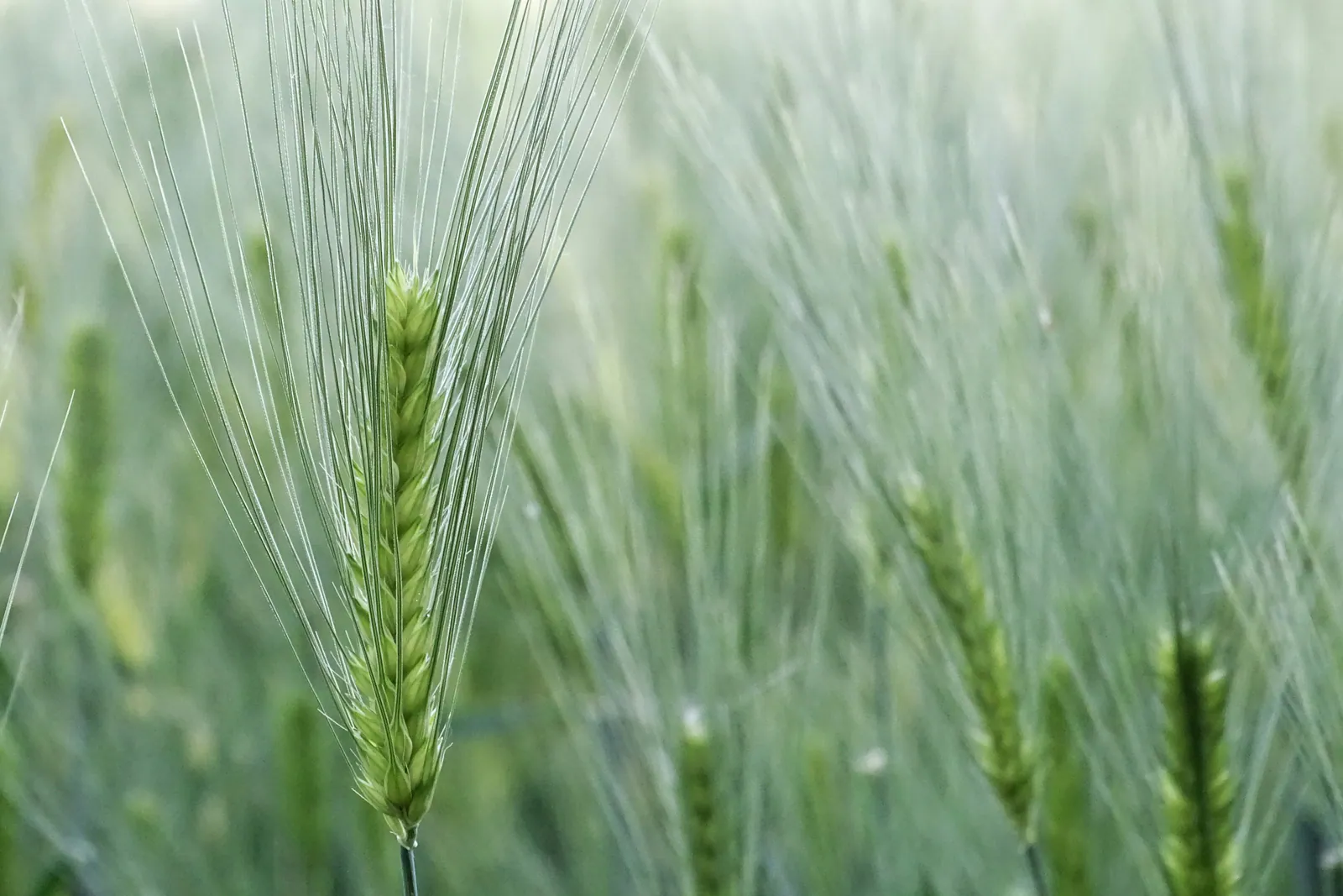 Barley - Plant photo on Aphylia