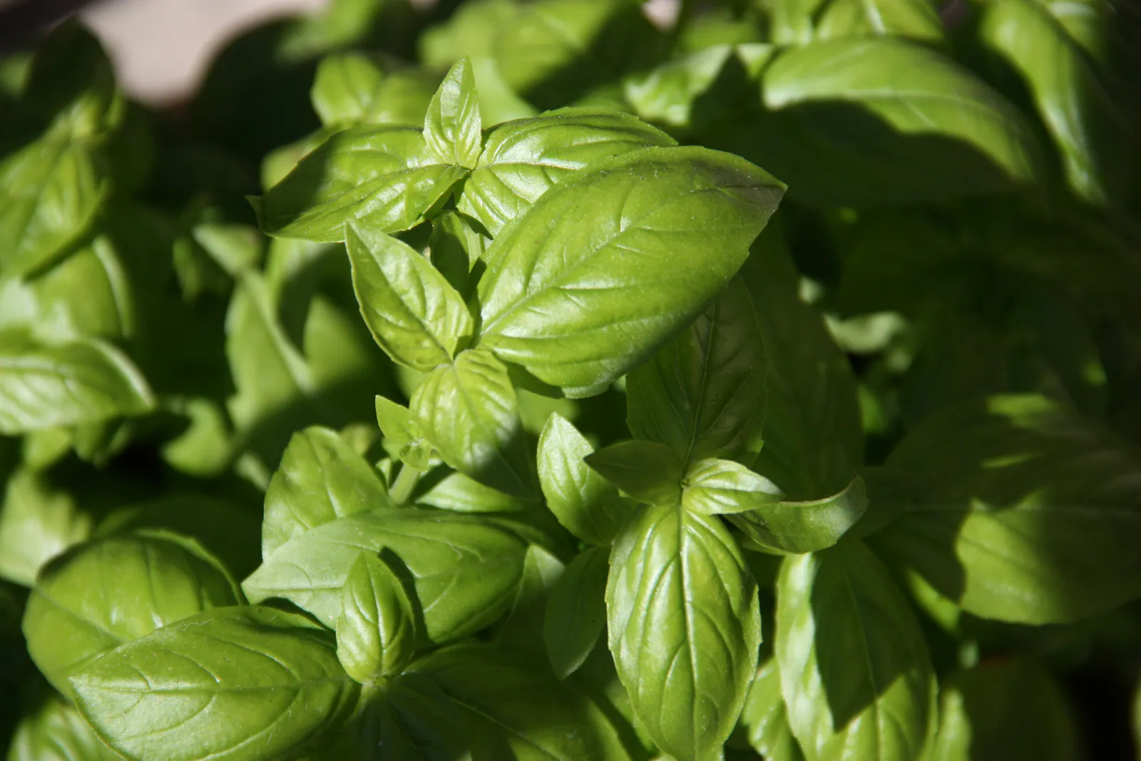 Basil - Plant photo on Aphylia
