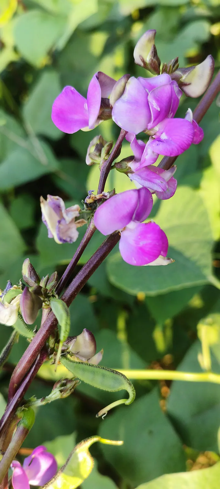 bean - Plant photo on Aphylia