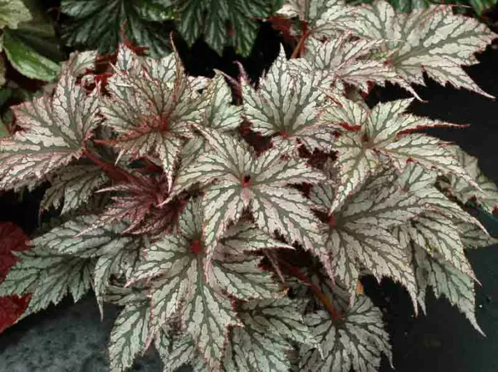 Begonia - Plant photo on Aphylia