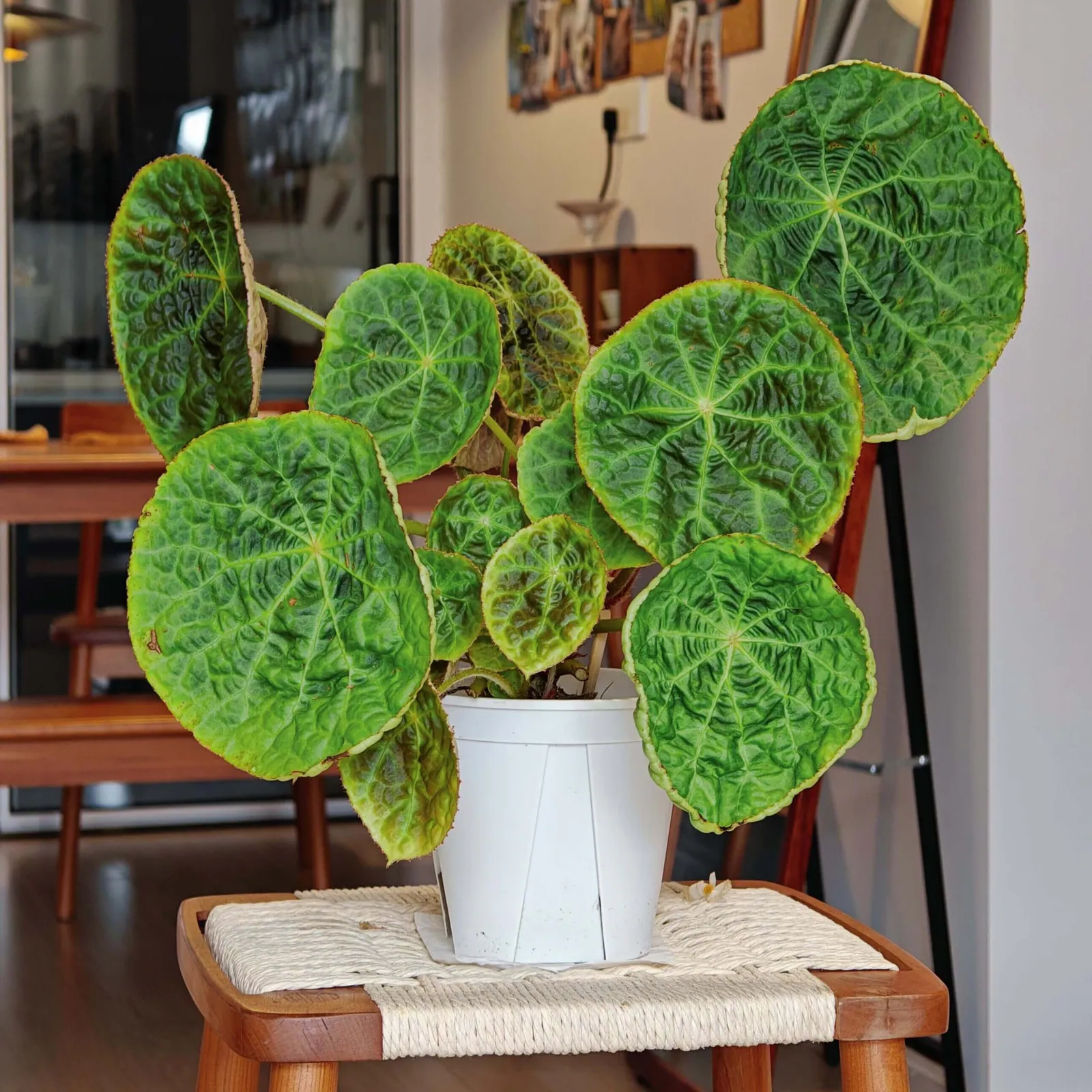 Begonia - Plant photo on Aphylia
