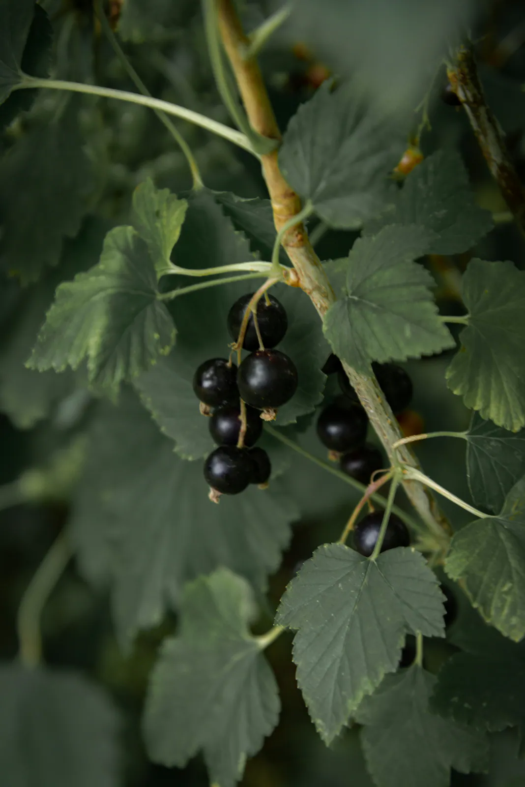 Buisson de cassis - Plant photo on Aphylia