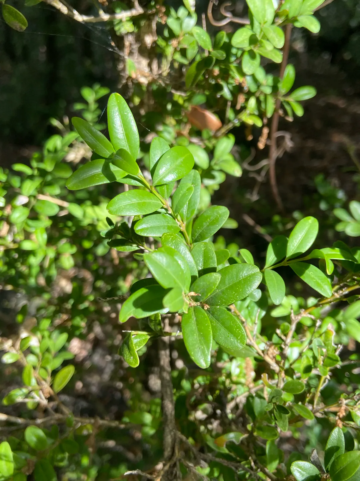 Buis - Plant photo on Aphylia