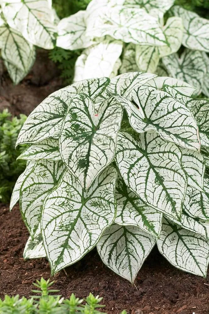Caladium - Plant photo on Aphylia