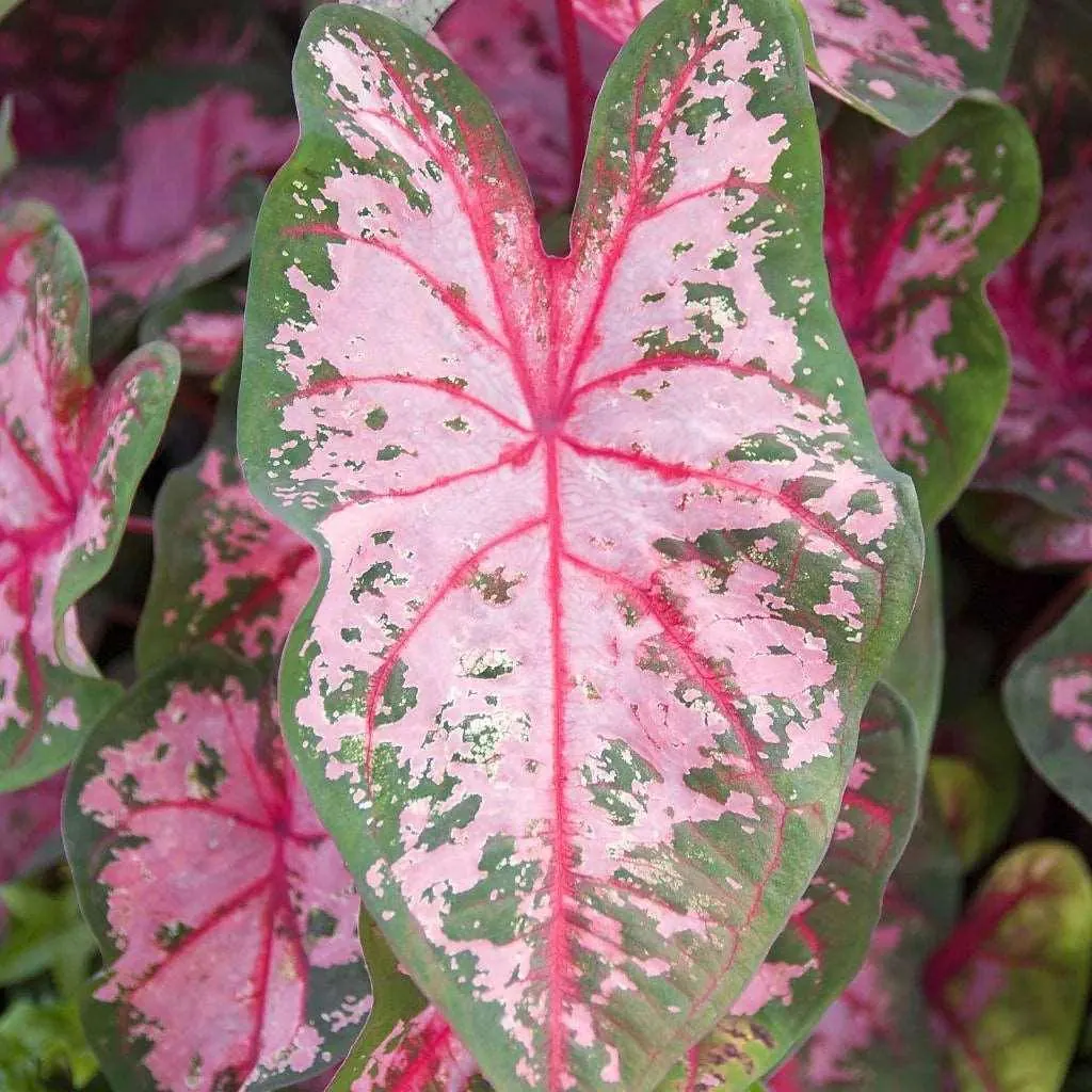 Caladium - Plant photo on Aphylia