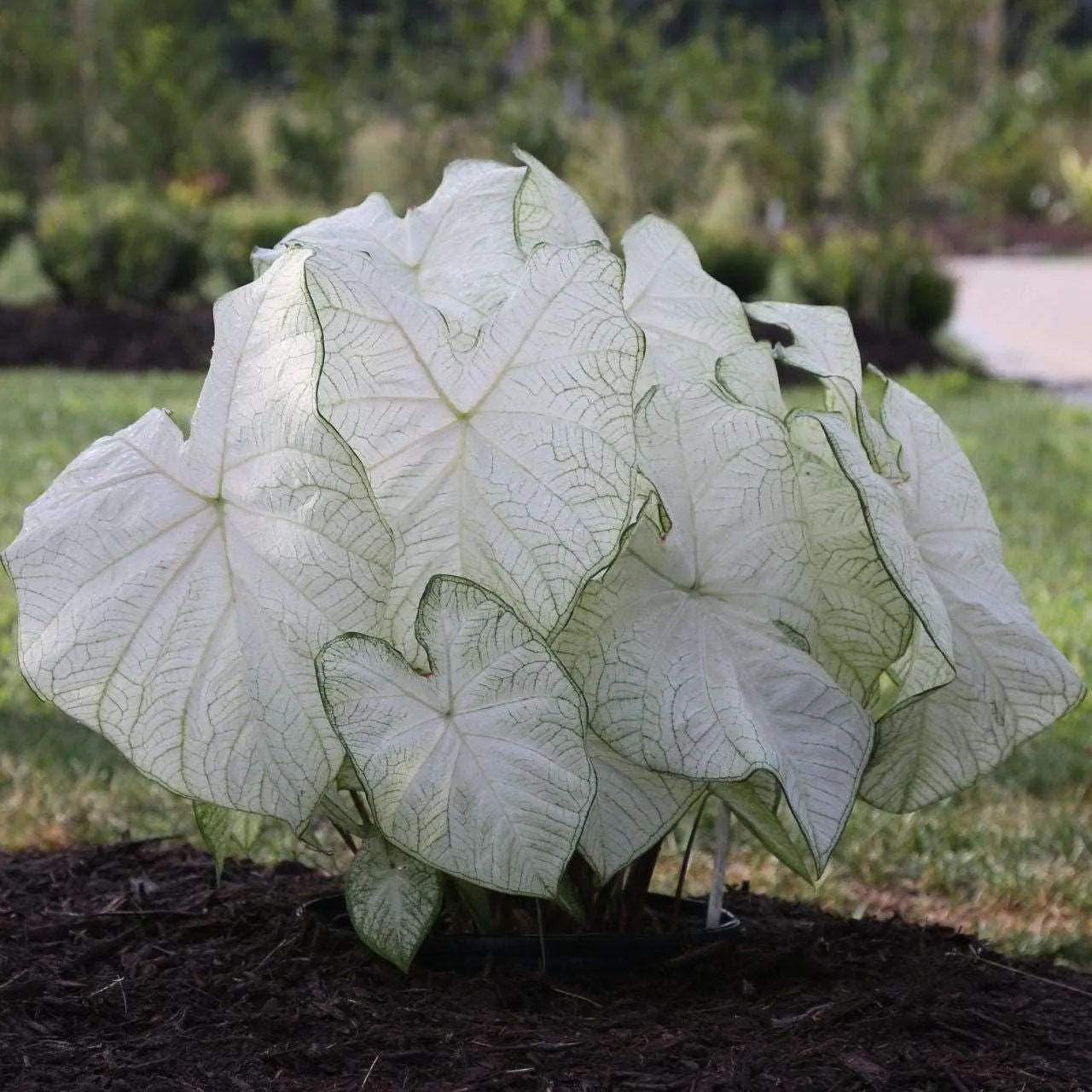 Caladium - Plant photo on Aphylia