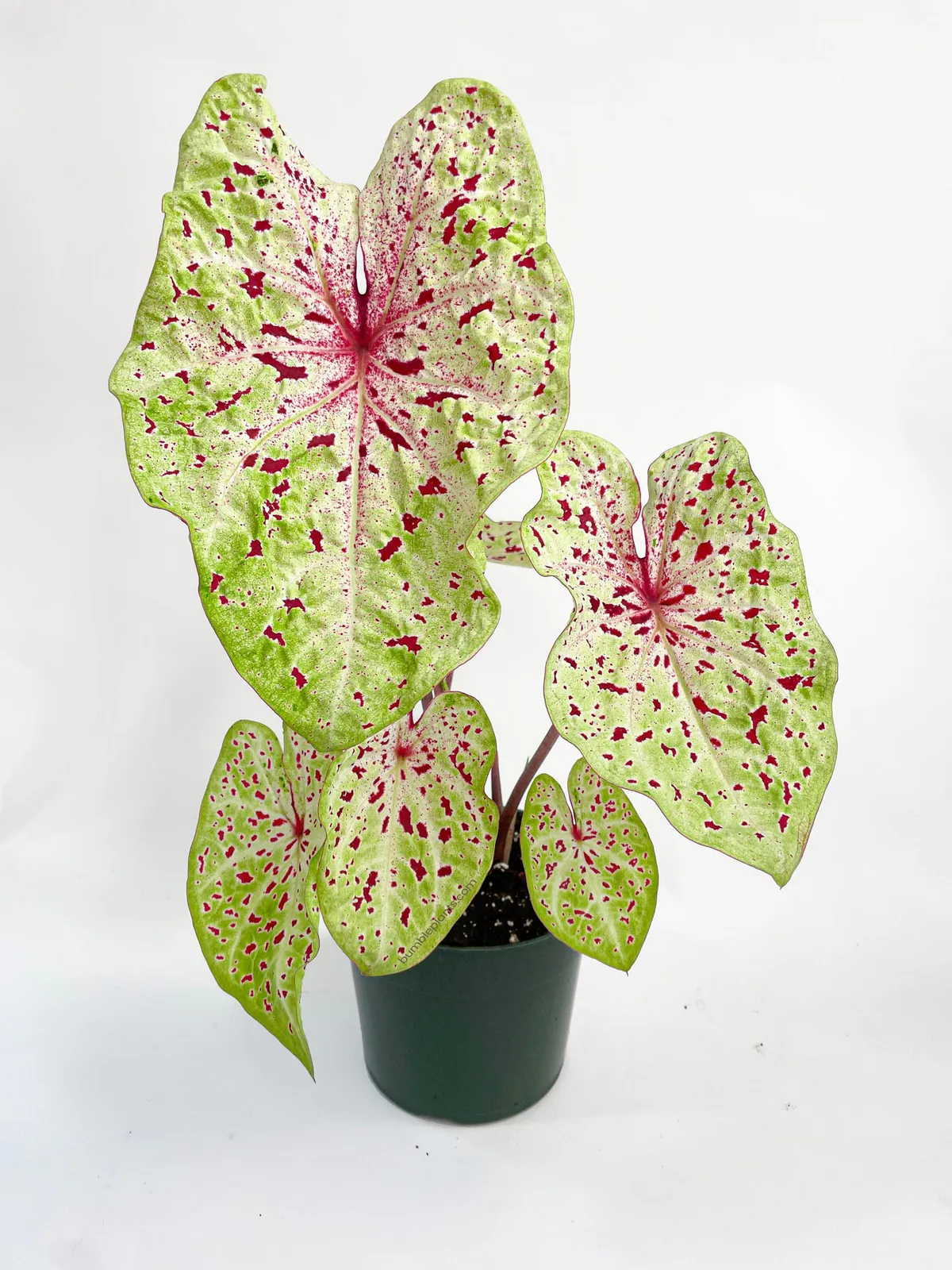 Caladium - Plant photo on Aphylia