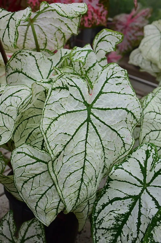 Caladium - Plant photo on Aphylia