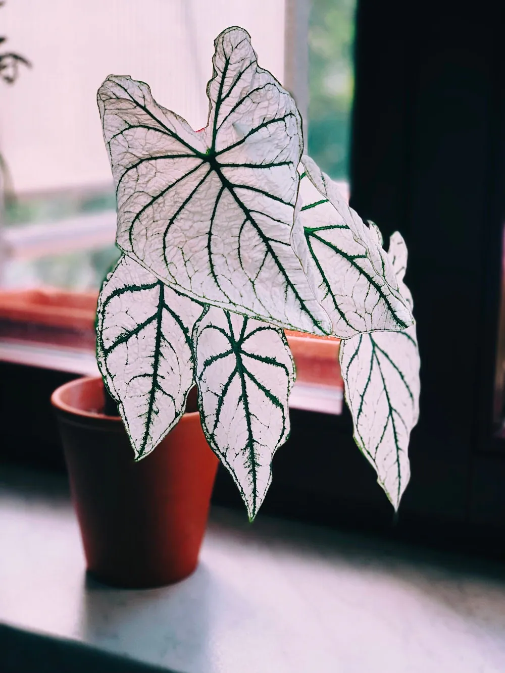 Caladium