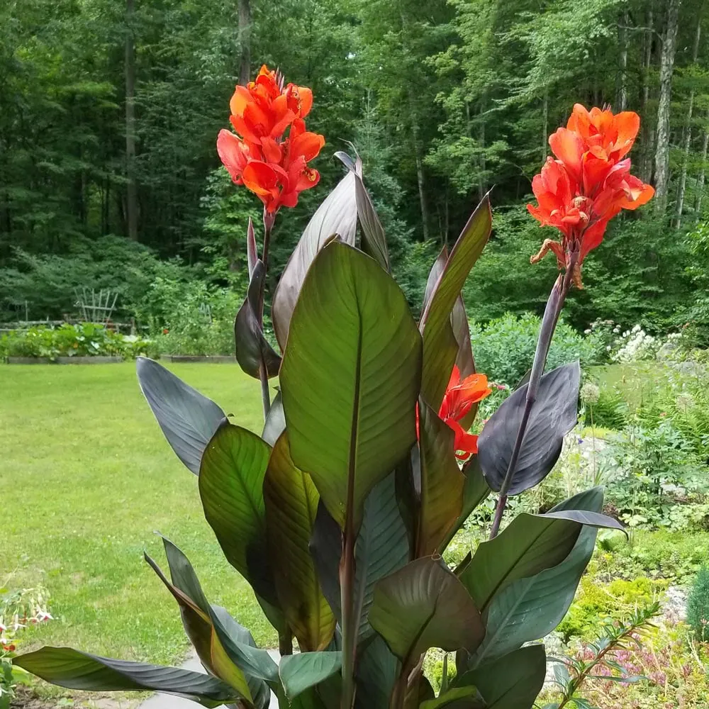 Canna Lily - Plant photo on Aphylia