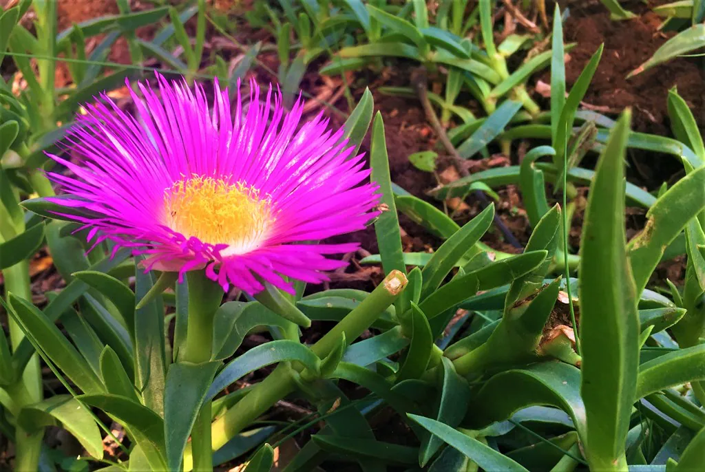 Carpobrotus edulis - Plant photo on Aphylia