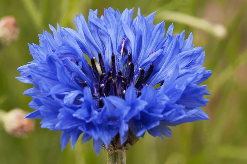 Centaurea cyanus - Plant photo on Aphylia