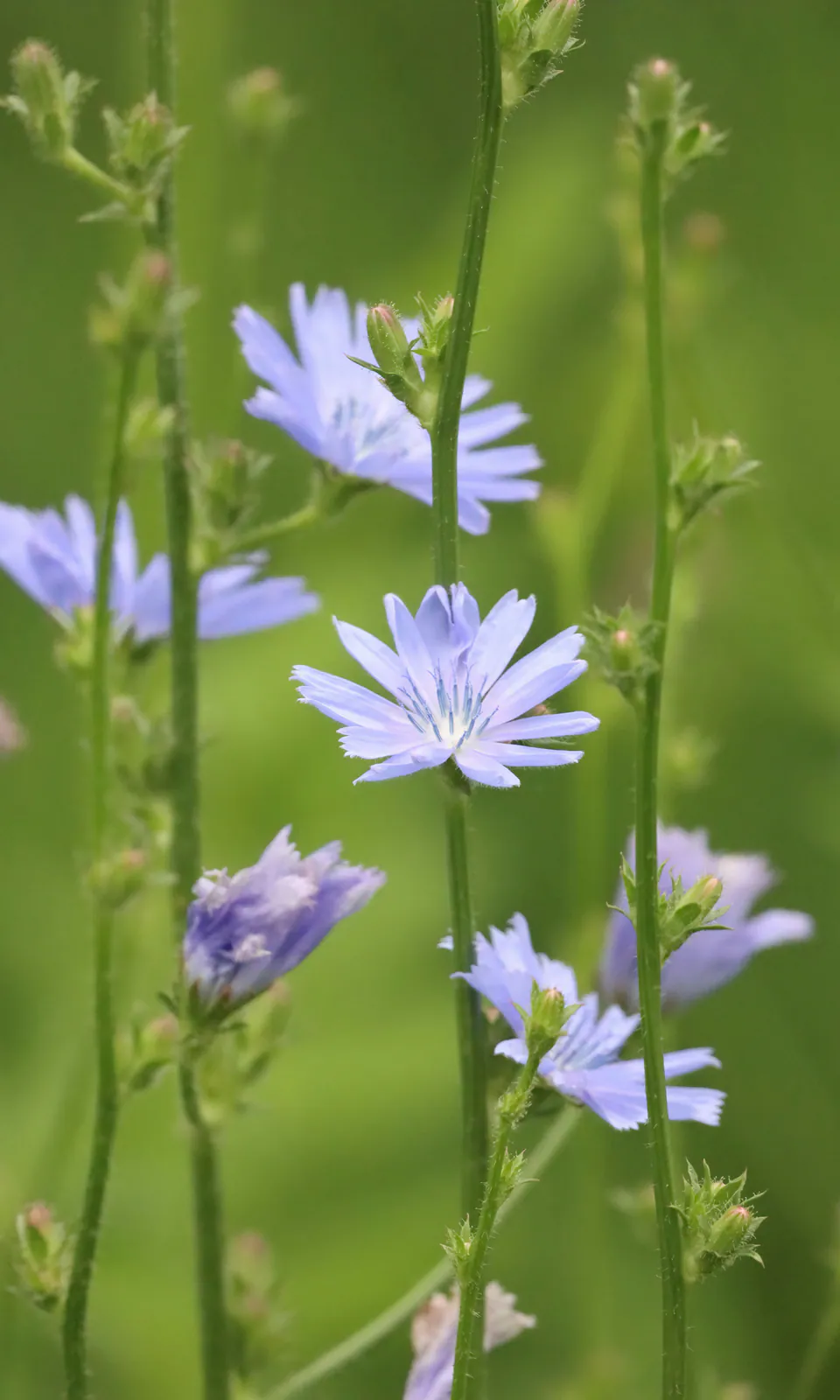 Chicory - Plant photo on Aphylia