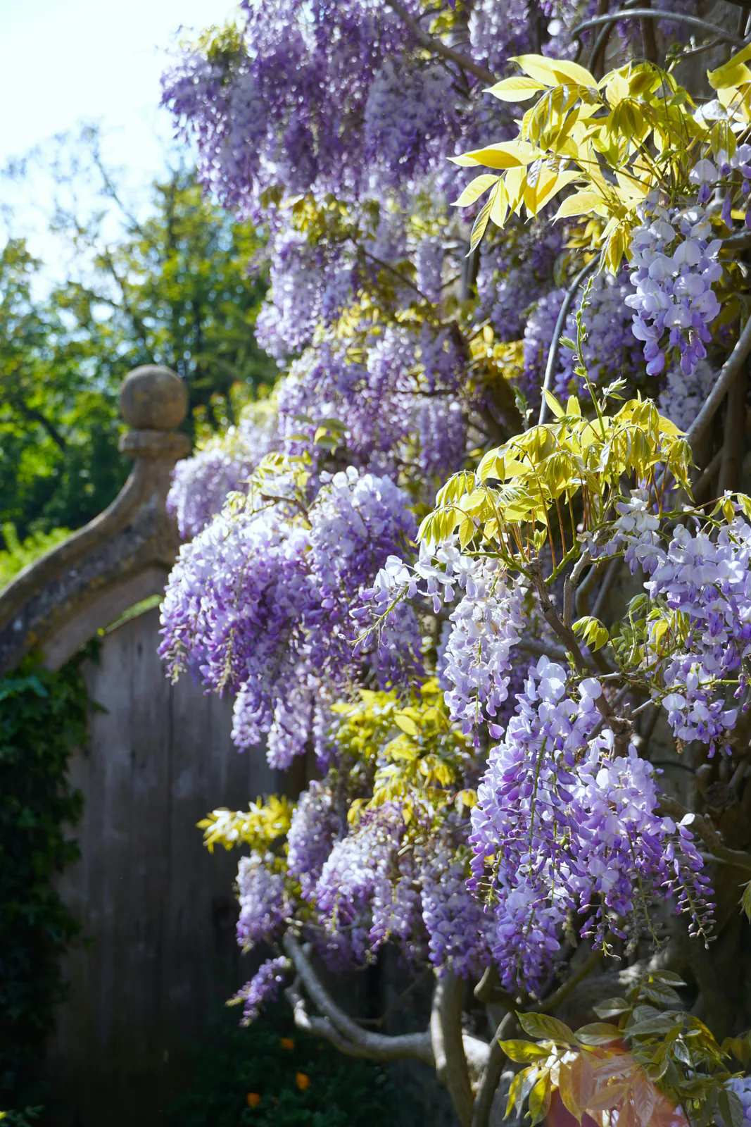 Chinese wisteria - Plant photo on Aphylia