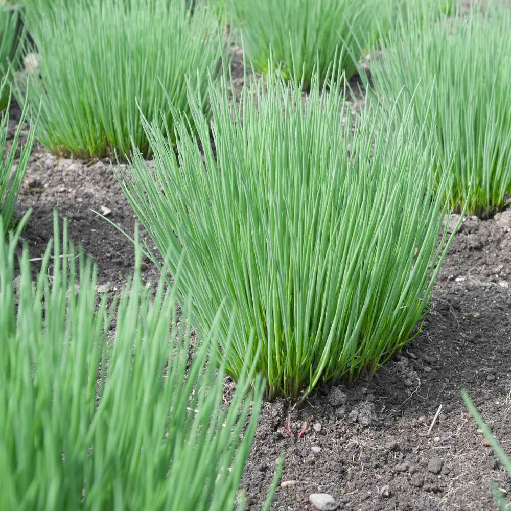 Chives Middleman - Plant photo on Aphylia