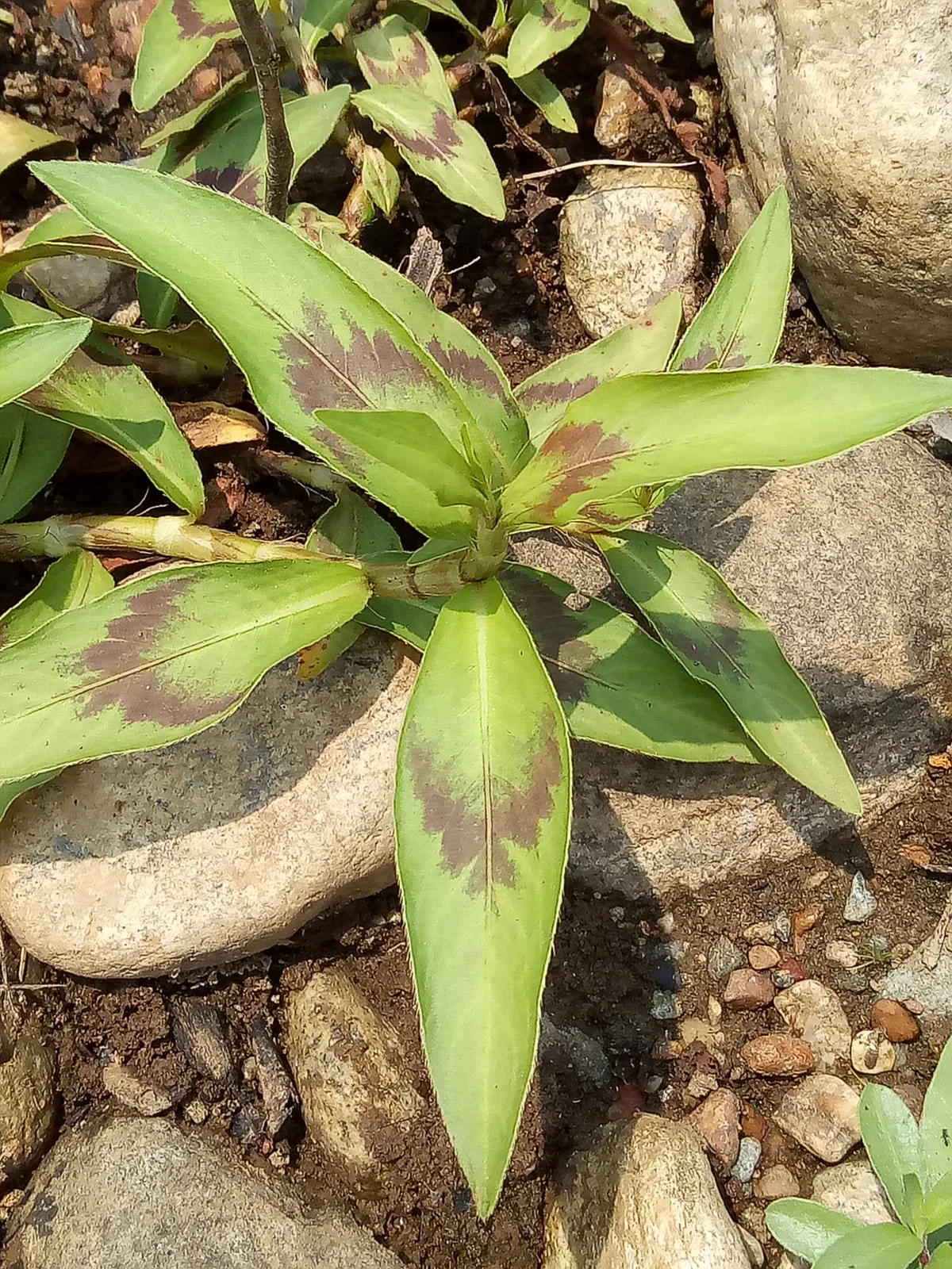 Coriandre - Plant photo on Aphylia