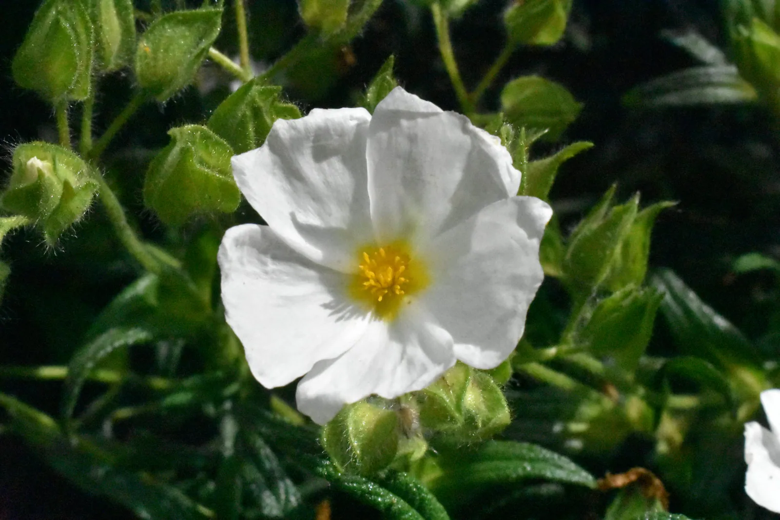 Cistus monspeliensis - Plant photo on Aphylia