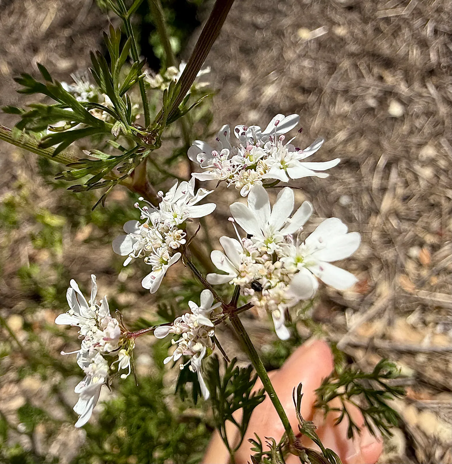 Coriander - Plant photo on Aphylia