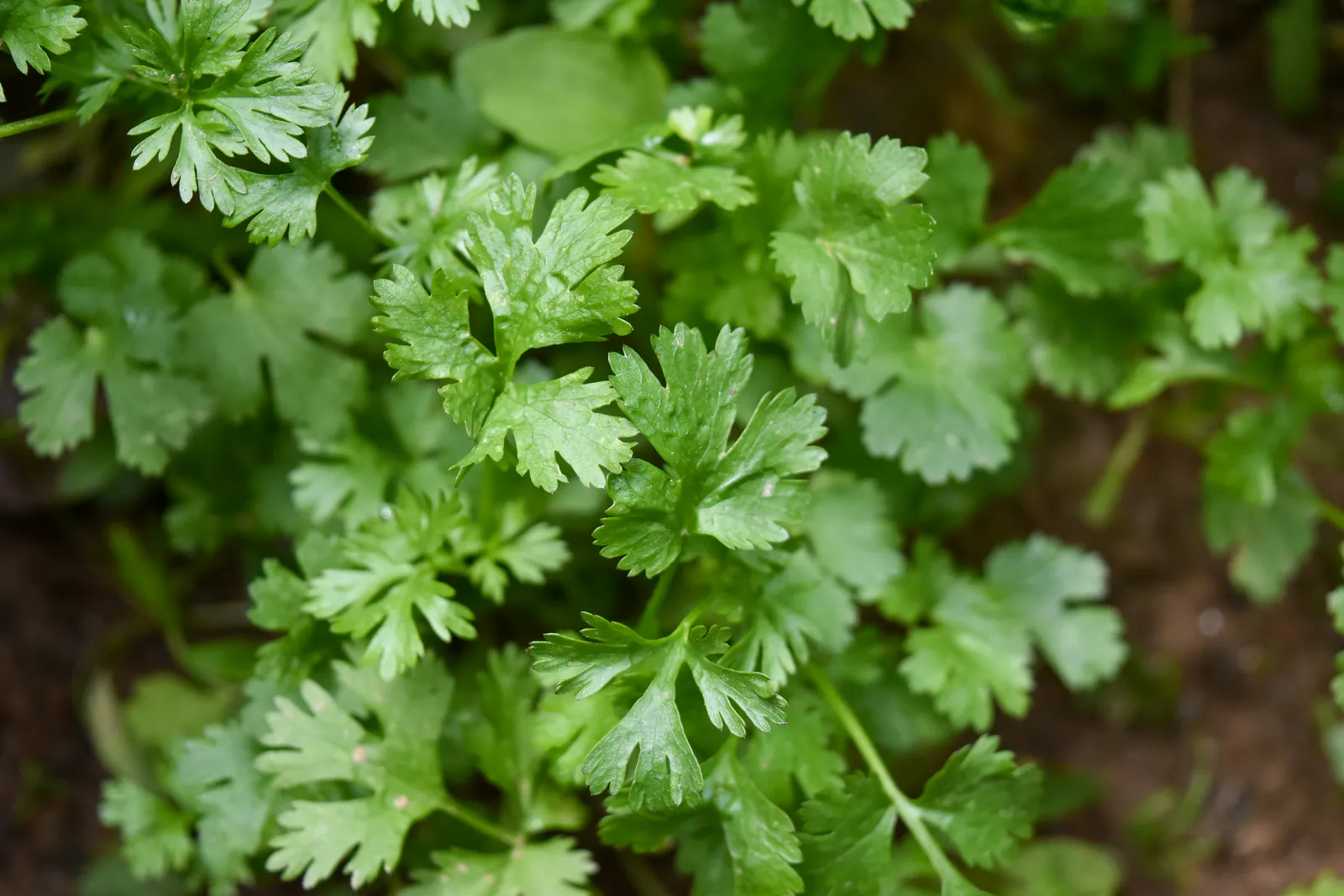 Coriander - Plant photo on Aphylia