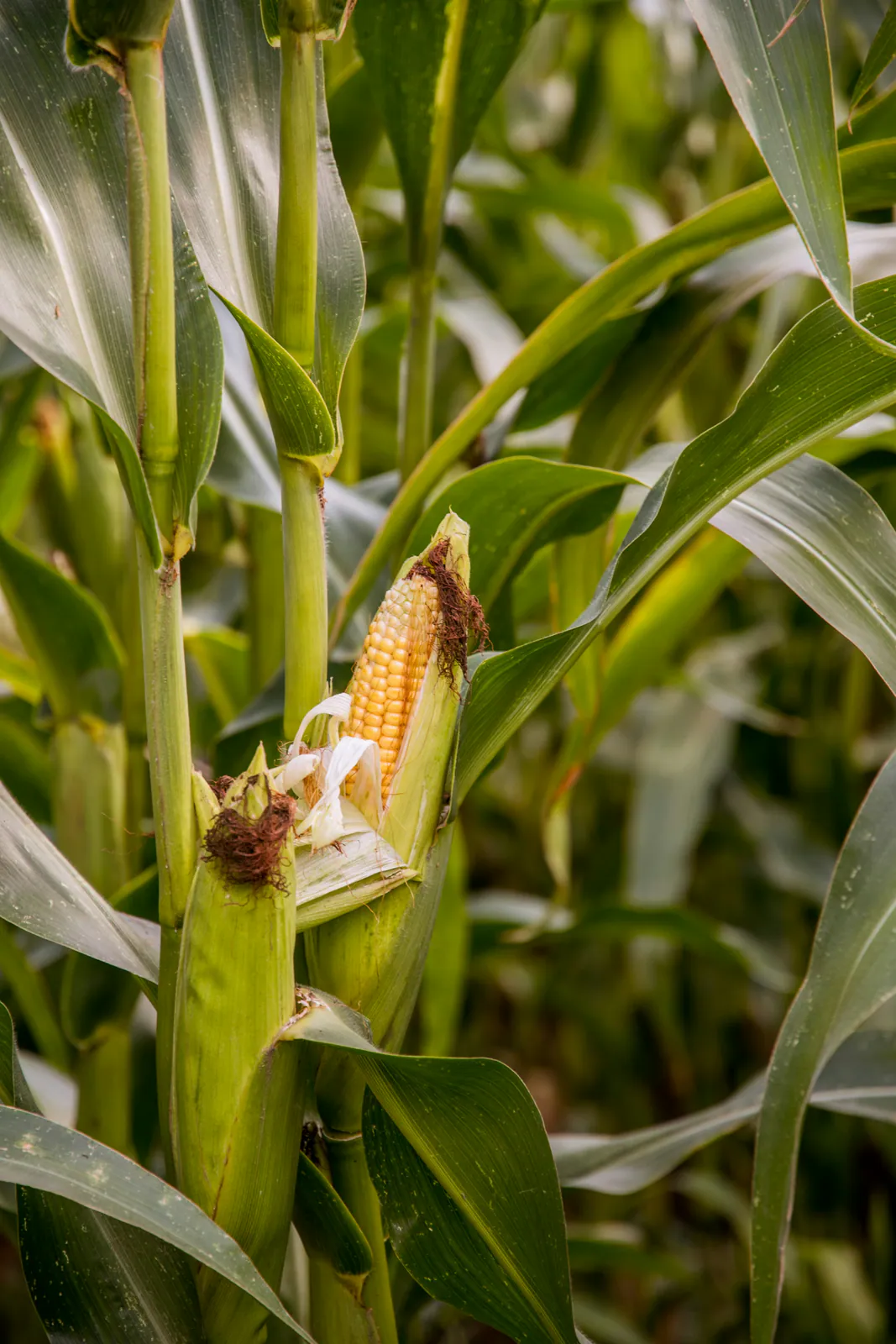 Corn - Plant photo on Aphylia