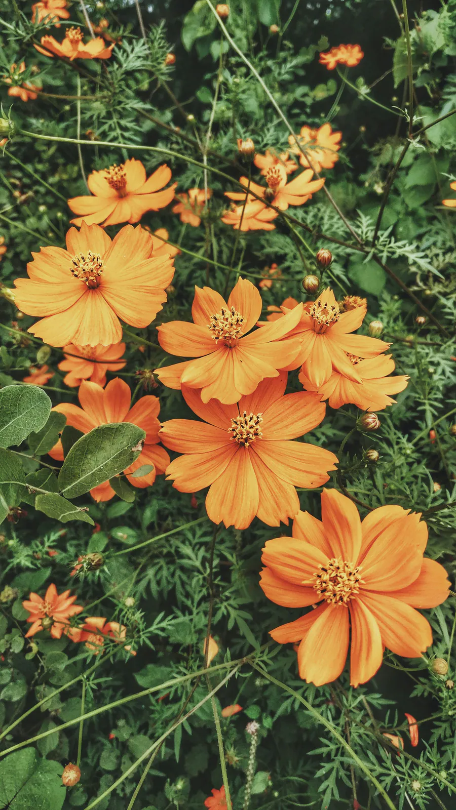 Cosmos - Plant photo on Aphylia