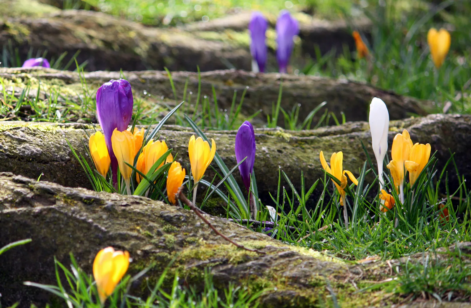 Crocus - Plant photo on Aphylia