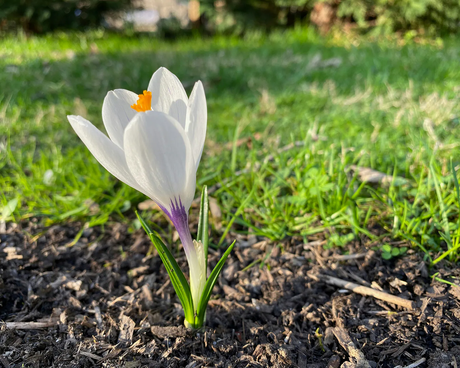 Crocus - Plant photo on Aphylia