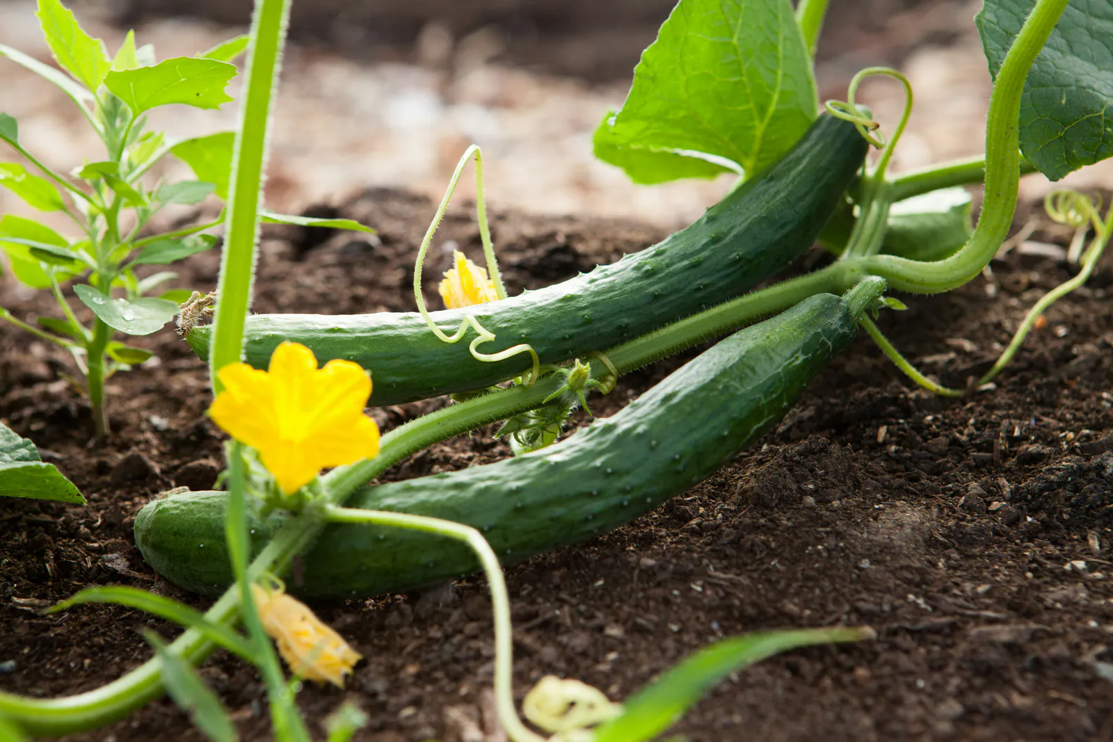 cucumber - Plant photo on Aphylia