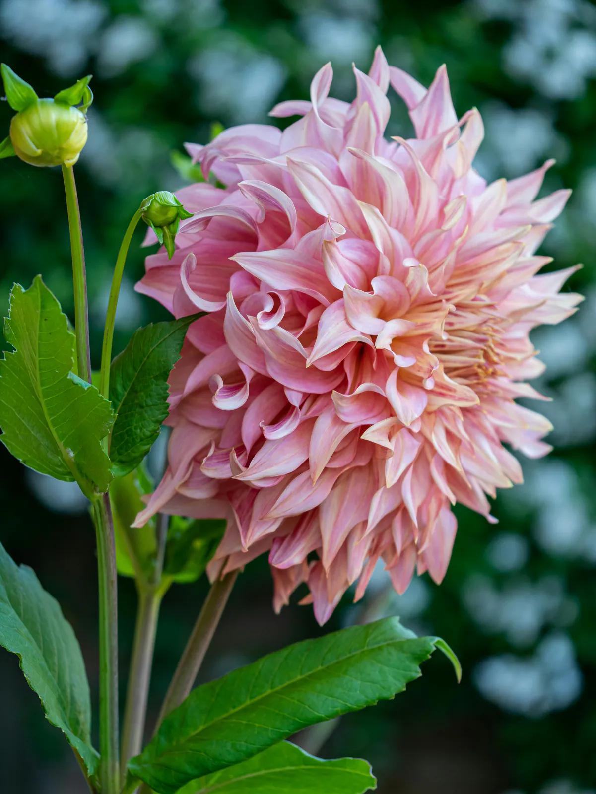 Dahlia - Plant photo on Aphylia